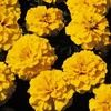 marigold107